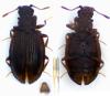 Latridius gemellatus